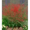 BALDUR Garten 3x Rotes Liebesgras Purpur Liebesgras, Pflanzen im 9x9 cm-Topf, Eragrostis spectabilis, Garten-Ziergräser, winterharte Stauden, mehr...