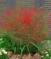 BALDUR Garten Gräser Rotes Liebesgras, 3 St., Purpur-Liebesgras, winterhart, mehrjährig, pflegeleicht