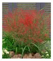 Rotes Liebesgras, 3 Pflanzen Eragrostis spectabilis