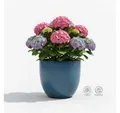 Teramico Pflanzkübel Keramik Pflanzgefäß "Egg Pot" Royal Blau Ø 21cm – Glasiert & Frostfest, 100% Frostfest