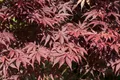 Pflanzen für Dich Gehölze Acer palmatum Bloodgood, 1 St., Japanischer Ahorn, Fächerahorn