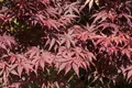 Acer palmatum 'Bloodgood', Japanischer Ahorn, tiefrot, 60–80 cm