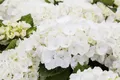 Pflanzen für Dich Gehölze Hydrangea macrophylla First White, 1 St., Bauernhortensie, Gartenhortensie