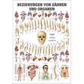 Beziehungen von Zähnen und Organen Mini-Poster Anatomie 34x24 cm med. Lehrmittel, Nicht Laminiert