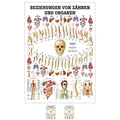 Ruediger Anatomie MIPO75 Beziehungen von Organen und Zähnen Tafel, 24 cm x 34 cm