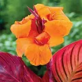 Canna Blüten Knolle Töpfe Garten Kanna Durban 1 St. - Orange