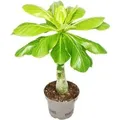 Exotenherz Hawaiipalme Brighamia Insignis