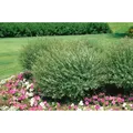 Salix purpurea 'Nana' 60-100 cm