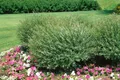 Salix purpurea 'Nana', Purpur-Weide, kompakt, 60–100 cm