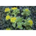 Sedum Kamtschaticum Fetthenne Gelb Ca. 9x9 cm Topf