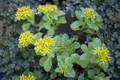 Sedum kamtschaticum, Fetthenne, gelb, ca. 9x9 cm Topf