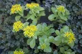 Pflanzen für Dich Staude Sedum kamtschaticum, 1 St., Kamtschatka-Fetthenne, Kamtschatka-Sedum