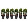GreenboutiQ - Heckenpflanzen - Euonymus japonica Green Spire - Blatt grün - 6 Pflanzen - 1 laufender Meter - immergrün - Topf 17cm Höhe 40cm