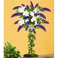 BALDUR Garten 2er Buddleia-Stämmchen mit Clematis, Pflanzen im Topf, 1x Sommerfliederstämmchen und 1x Clematis winterhart, bienenfreundlich und s...