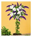 BALDUR Garten Buddleia-Stämmchen mit Clematis, 1 Pflanze, Sommerfliederstämmchen und 1 Pflanze, Klematis winterhart, bienenfreundlich und schmetterlingsfreundlich, blühend