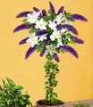 BALDUR Garten Zierstrauch Buddleia-Stämmchen mit Clematis, 1 St., Schmetterlings-strauch, winterhart, mehrjährig, duftend