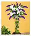 Buddleia-Stämmchen mit Clematis, 1 Pflanze Sommerfliederstämmchen winterhart