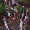 6 x Kerzenknöterich  - Persicaria amplexicaulis 'Alba'  | Topf 9cm x 9cm