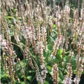 6 x Kerzenknöterich 'Alba' - Persicaria Amplexicaulis 'Alba' Topf 9x9cm: Weiße Blütenpracht für sonnige bis halbschattige Standorte.