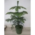 Araucaria heterophylla - Zimmertanne - Norfolktanne - 40-60cm
