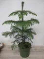 Araucaria heterophylla - Zimmertanne - Norfolktanne - 40-60cm
