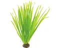 Glattblättrige Sumpfschraube - Vallisneria spiralis