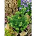 Abies Balsamea Kiwi Balsamtanne Kompakt 20–25 cm