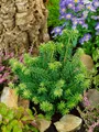 Abies balsamea 'Kiwi', Balsamtanne, kompakt, 20–25 cm