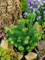 Abies balsamea 'Kiwi', Balsamtanne, kompakt, 20–25 cm