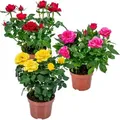 Bloomique - 3er-Mix - Topfrosen - Rot, Gelb, Rosa - Zimmerpflanzen - Gartenpflanzen - Terrassenpflanzen - Winterhart - 20-30 cm Hoch - Topf 12 cm