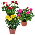 Bloomique - 3er-Mix - Topfrosen - Rot, Gelb, Rosa - Für drinnen und draußen geeignet - Zimmerpflanzen - Gartenpflanzen - Terrassenpflanzen - Winterhart - Höhe 20-30 cm - Topf 12 cm