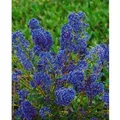 Ceanothus Blue Sapphire Säckelblume Blau 30–40 cm