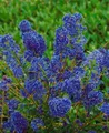 Pflanzen für Dich Gehölze Ceanothus Blue Sapphire, 1 St., Säckelblume