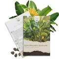 Darjeeling Bananen Samen (Musa sikkimensis) - Winterharte Banane mit wunderschönen Blättern Indoor und Outdoor geeignet