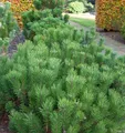 Zwerg Bergkiefer 15-20cm - Pinus mugo