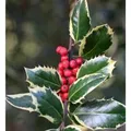 Weißbunte Stechpalme Ilex Argentea Marginata 25-30cm - ilex aquifolium