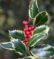 Weißbunte Stechpalme Ilex Argentea Marginata 25-30cm - ilex aquifolium - lebende Gartenpflanze aus den Baumschulen