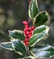 Weißbunte Stechpalme Ilex Argentea Marginata 25-30cm - ilex aquifolium