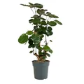 Bloomique - Polyscias Fabian - Aralie - Zimmerpflanzen - Pflegeleicht - Luftreinigend - Höhe 80-100 cm - Topf 21 cm