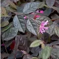Hochstamm Riemenblüte Fire Dance 80-100cm - Loropetalum chinense
