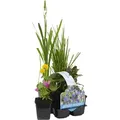 Bloomique - 6er Set - Blühende Teichpflanzen - Wasserpflanzen Miniteich - Zone 1 & 2 - Winterhart - Höhe 15-25 cm - Topf 9 cm - Grün