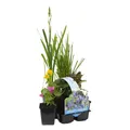 Bloomique - 6er Set - Blühende Teichpflanzen - Wasserpflanzen Miniteich - Zone 1