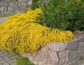 Niedlicher Ginster 20-30cm - Genista pulchella - lebende Gartenpflanze aus den Baumschulen