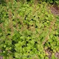 Henne mit Küken - Tolmiea menziesii