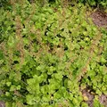 Henne mit Küken - Tolmiea menziesii - lebende Gartenpflanze aus den Baumschulen