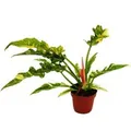 Exotenherz Philodendron Ring of Fire Ungewöhnlicher Baumfreund 12cm Topf