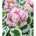 BALDUR Garten 1x Geranie 'Strawberry Blossom', Pflanze im 12 cm-Topf, Balkon-Geranie mit 2-farbigem Laub, dauerblühender Blickfang, mehrjährig fr...