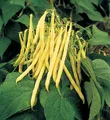 Buschbohnen Gelbe Golden Teepee – Hochwertige Saat für Ihren Garten