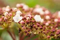 Viburnum tinus 'Purpurea' 50-60 cm – Immergrün, Mehrjährig, Pflegeleicht – Lorbeer-Schneeball – Heckenpflanze für Garten & Sichtschutz
