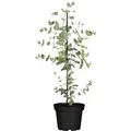 Eucalyptus Silver Dollar Silber-Eukalyptus 40–60 cm